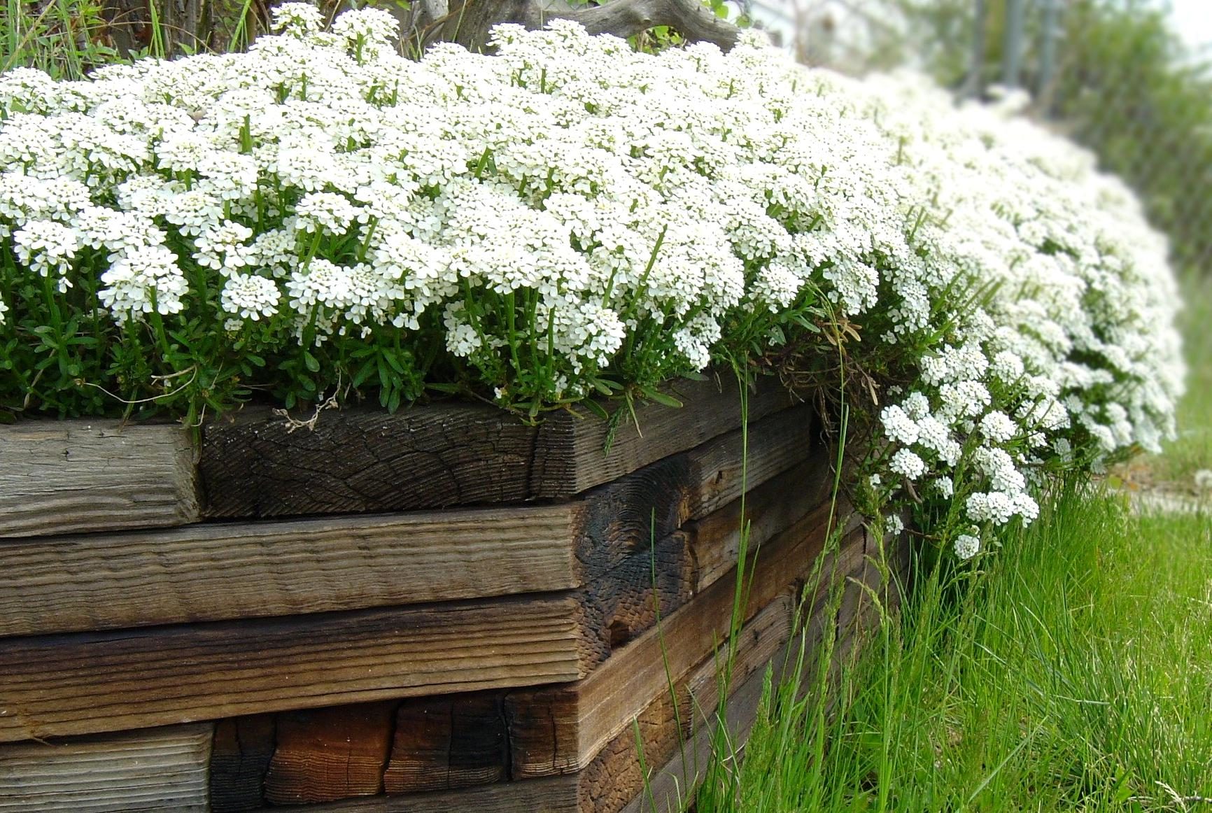 Image libre: fleurs blanches, boîte en bois, jardin