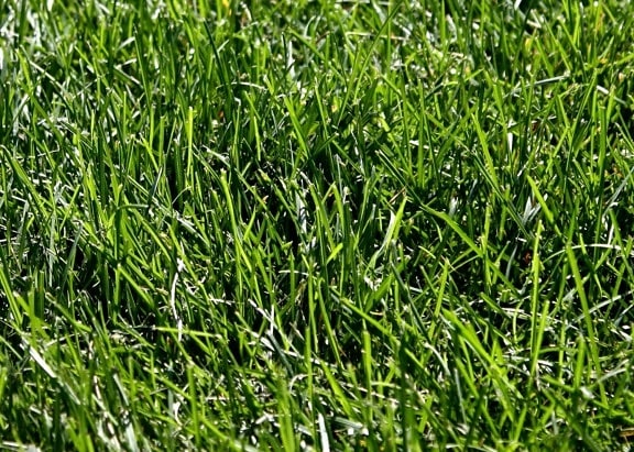 Трева текстура