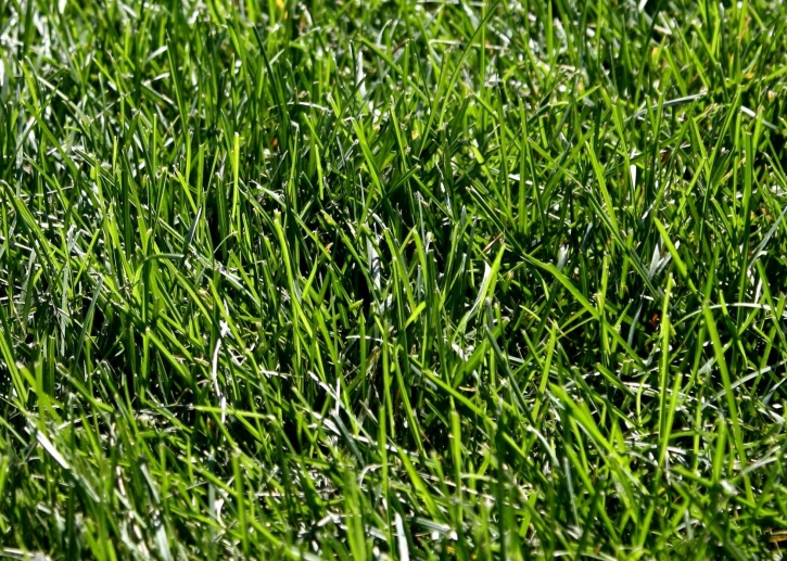 grünem Gras, Textur