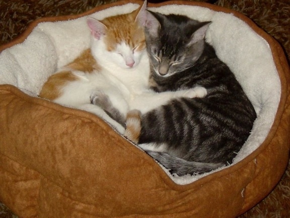 hugging kittens, cats, domestic cat