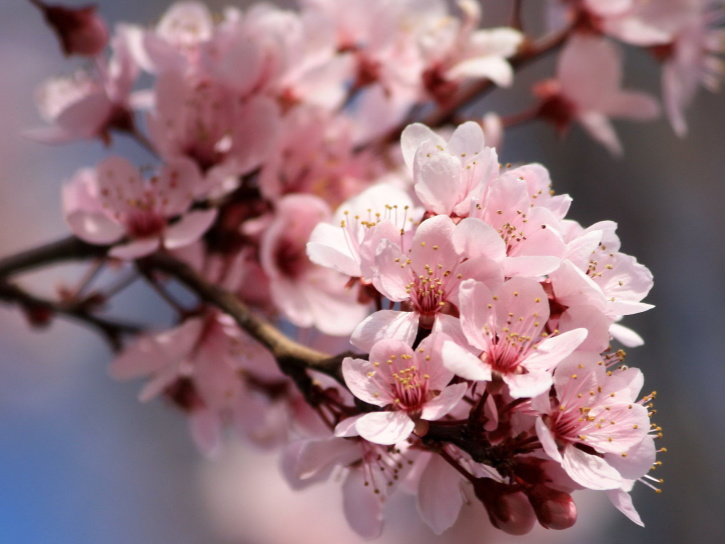 рожеві пелюстки квітів весни, нектар, цвітіння