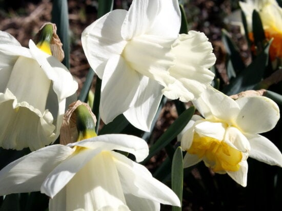 daffodil flowers, white daffodils, pistil, vegetation, petals