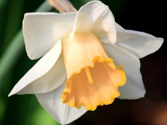 yellow daffodil, pistil, petals, spring