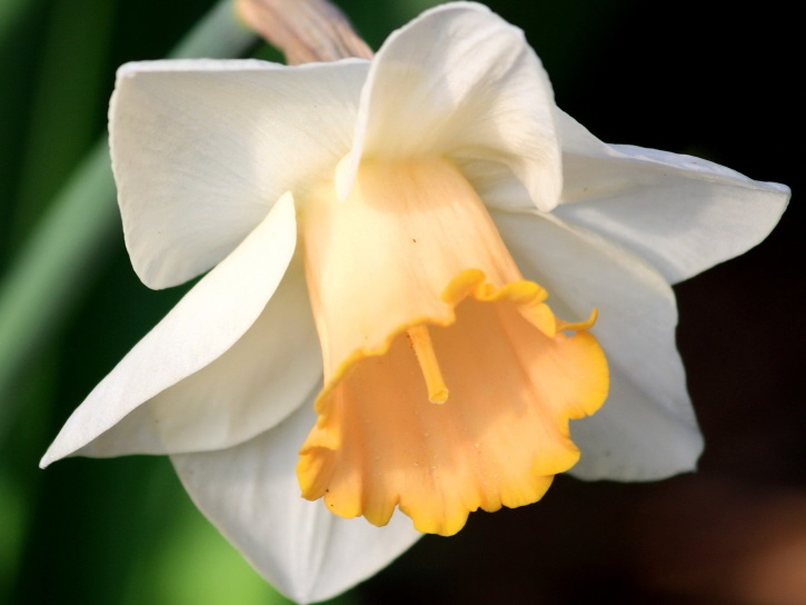 kuning daffodil, putik, kelopak bunga musim semi