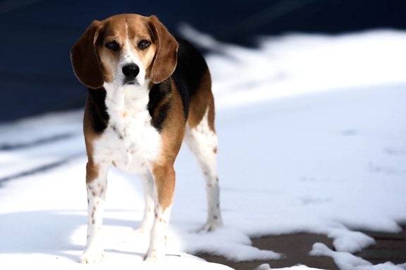 štěně, sníh, zima, roztomilý, pes, pet