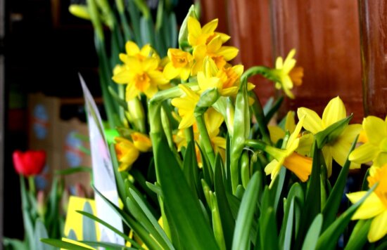 daffodils, flower shop, flower garden