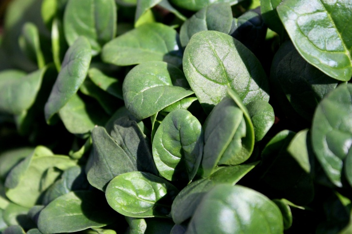 spinaci verdi, agricoltura