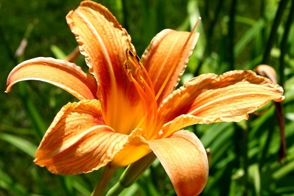 orange colored lily, flower