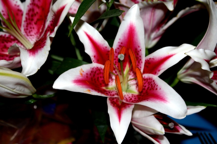 decorative flower, lilies