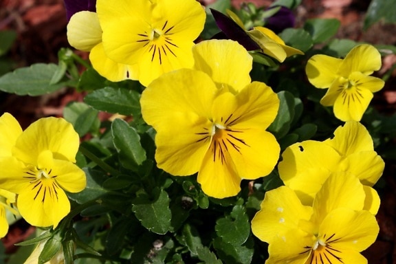 yellow flowers, garden