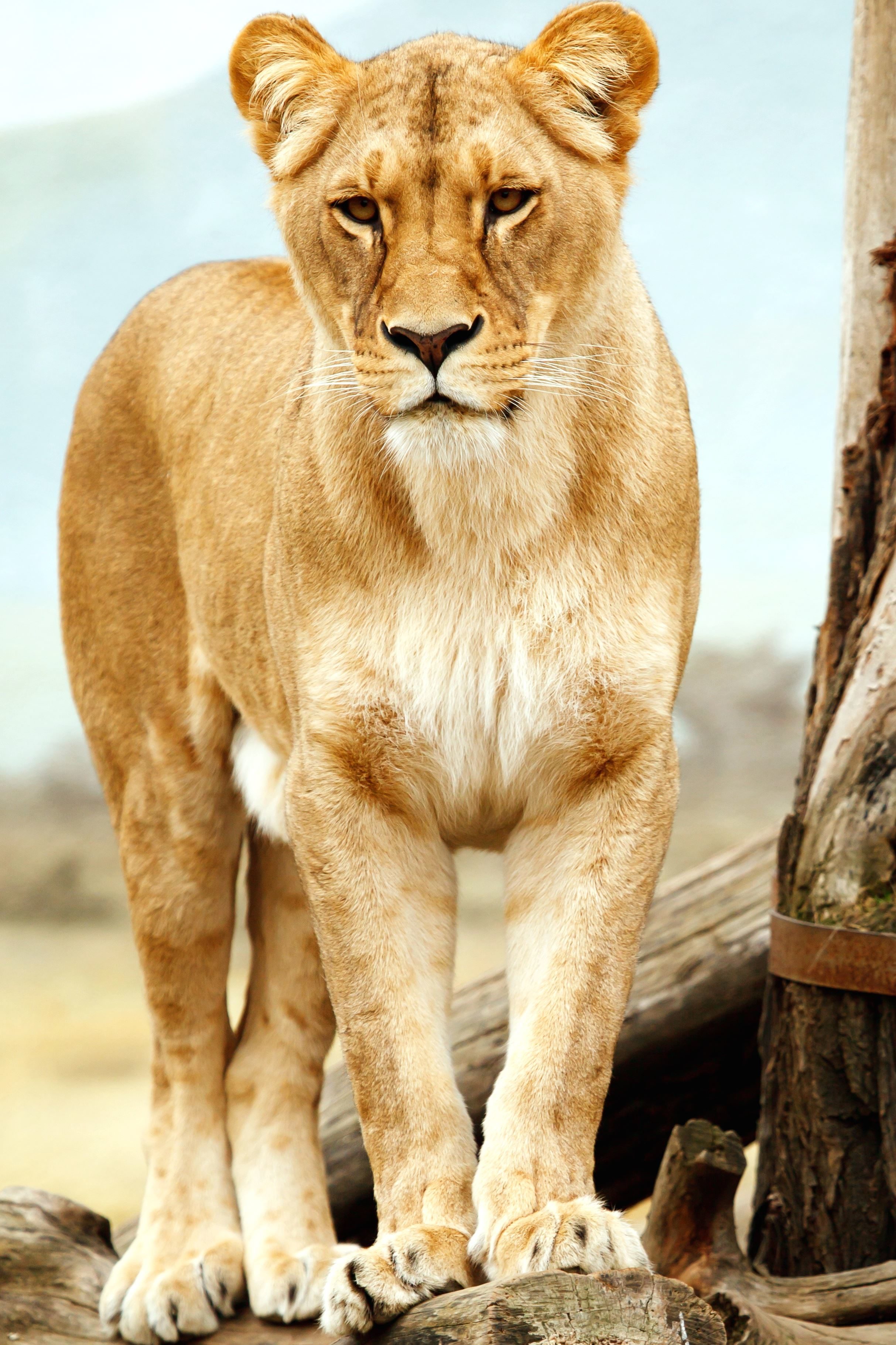 フリー写真画像 ライオン ライオン サファリ 野生では 野生動物 動物園 アフリカ