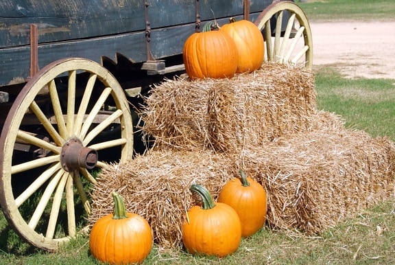 naranja calabazas de colores, carro de madera, carro, estación del otoño