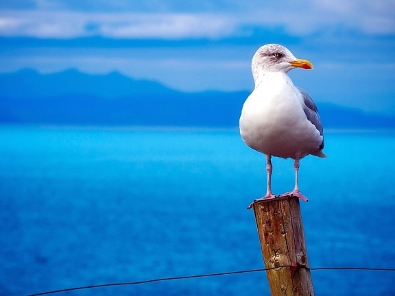 perched seagull, sea, bird, water, wildlife, wooden pole