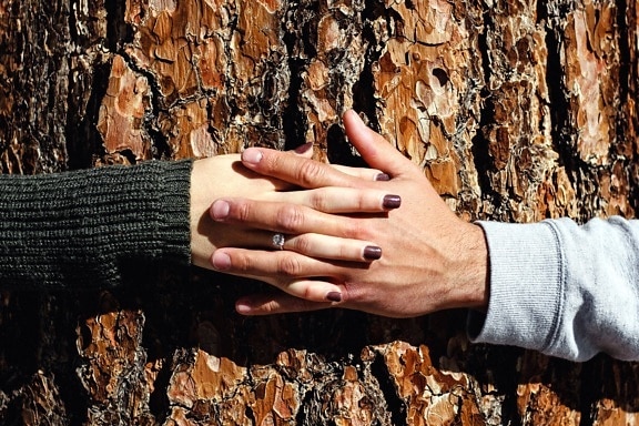 hands, love, wood, hands, holding, boyfriend, girlfriend