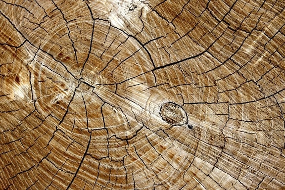 corte, tabla de madera, textura anillo, nudo de madera