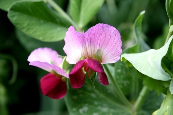 green leaves, pea, plant, vegetable, blossoms