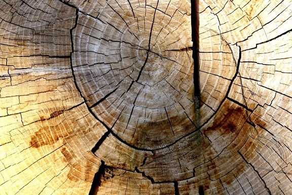 madera, la textura del anillo
