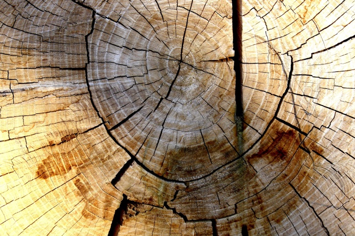dřevo, prsten textury