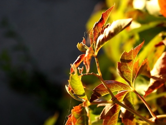 autunno, foglie di edera