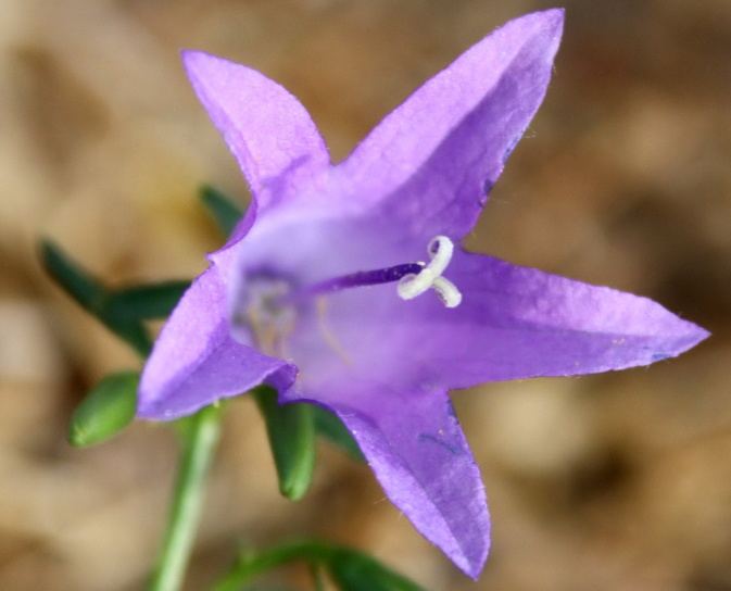 Blue bell цвете, близки, плодник, цветен прашец