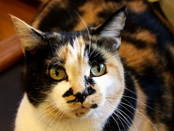calico cat, colorful cat, eyes,domestic pet, animal, kitten, kitty