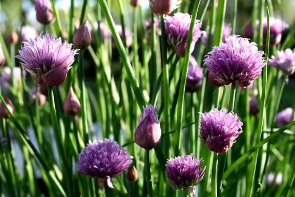 wildflowers, grass, purple onion, vegetation, spring