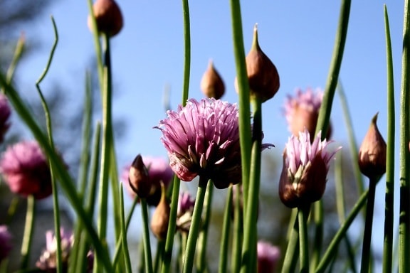 kvitnúce, pažítkovou kvetina, fialová cibuľa