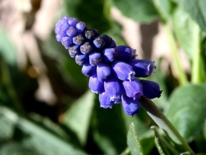 hroznový hyacint kvet, zblízka, fialová farba, jar, kvety