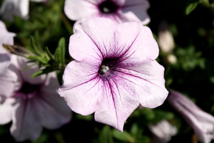 light purple color, petunia flowers