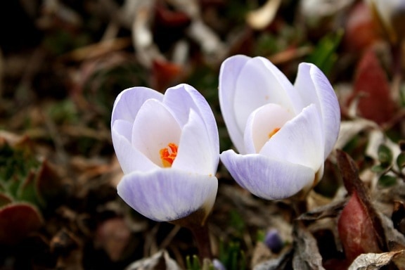 白花、紫の色、クロッカス、花
