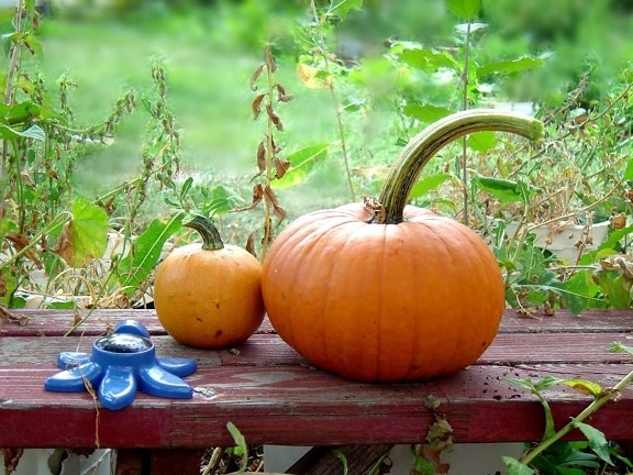 calabazas, otoño, cosecha, jardín, banco de madera