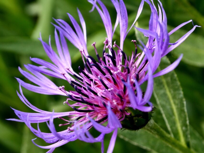 Kostenlose Bild Blütenblätter, Bergblumen, Wildblumen