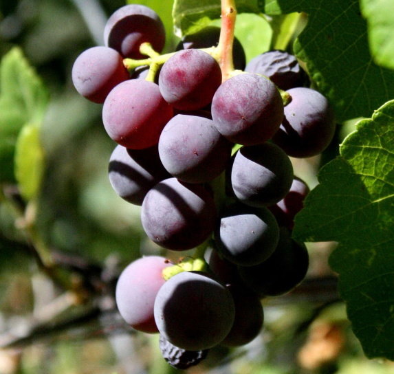 purple, fruit, autumn, blue, grapes