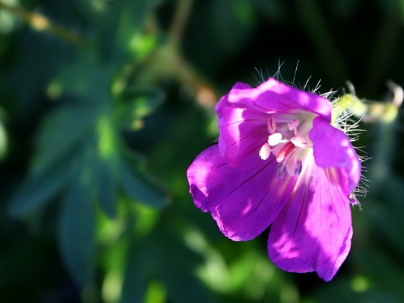 lila, virág, suntays, nagy szirmok, bibe, pollen