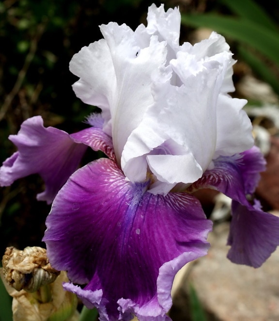 purple, white petals, iris, flower