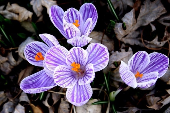 番红花花, 紫色, 白色, 条纹花瓣, 雌蕊, 花粉