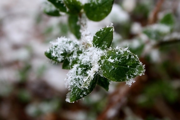 rośliny zielone, płatki śniegu, zima, śnieg, liści