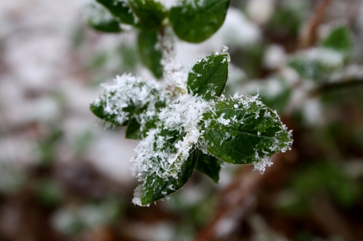 зеленые растения, листья, зима, снег, снежинки