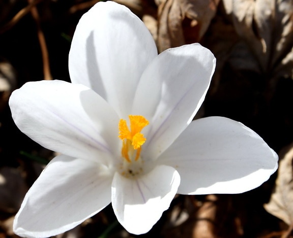 白の花弁、雌蕊、花粉、クロッカスの花