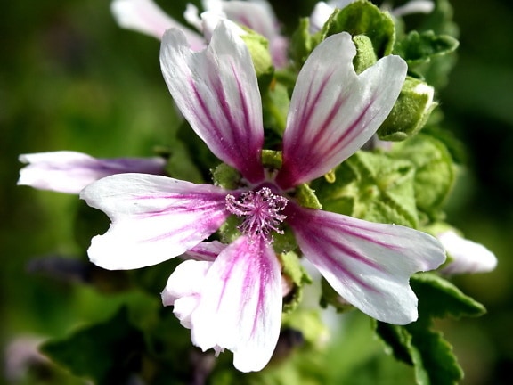mallow flower, white petals, pistil, pollen, pink, stripes petals
