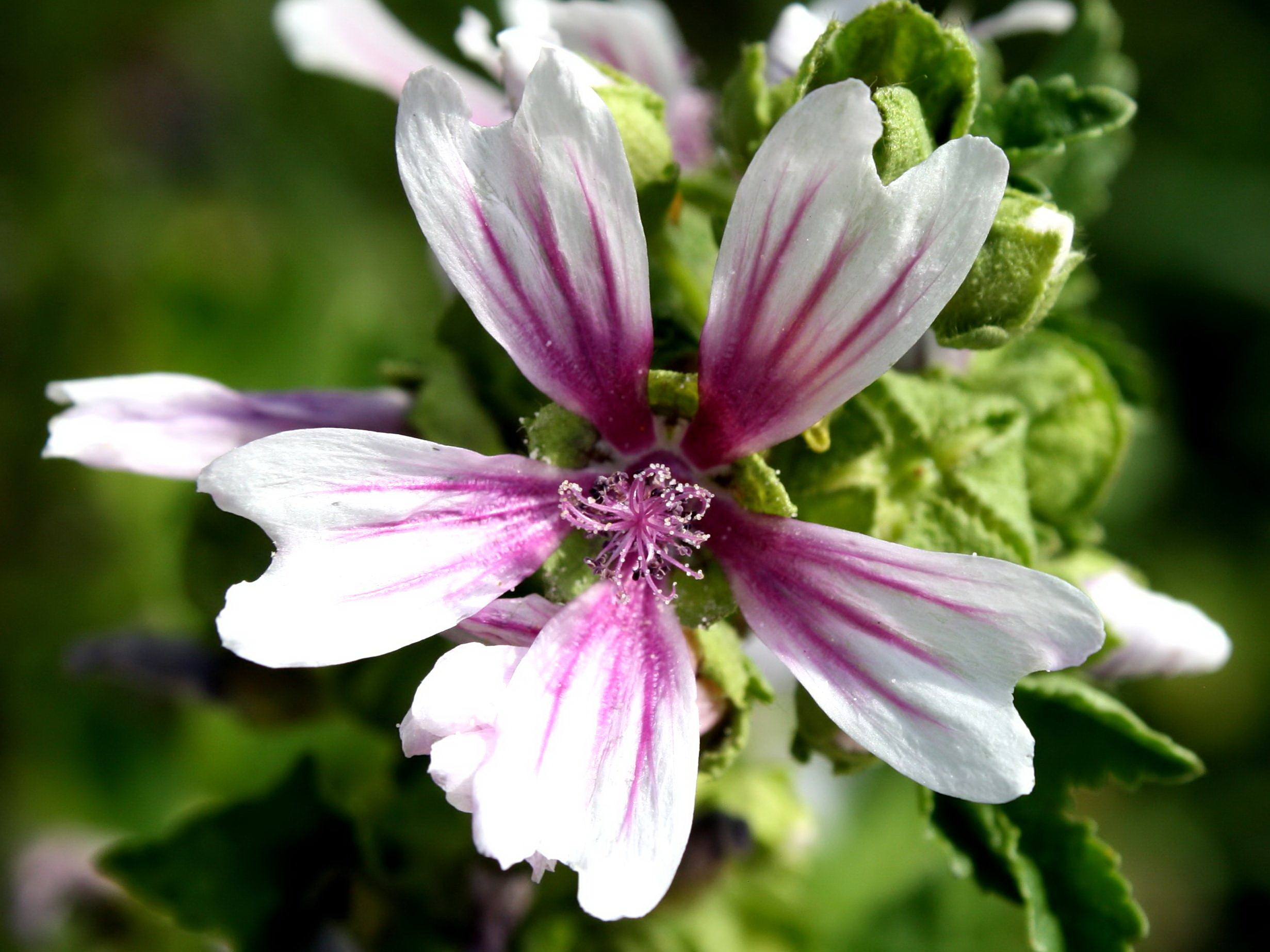 フリー写真画像 アオイ科の植物の花 白い花びら 雌しべ 花粉 ピンク ストライプの花びら