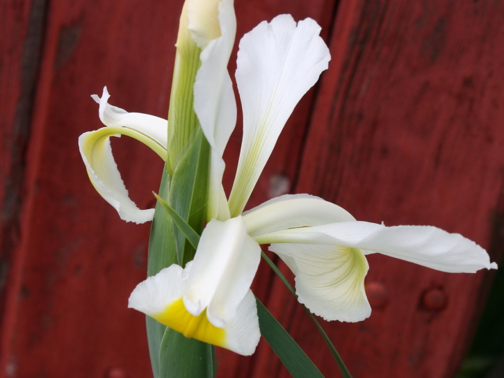 iris, flores, pétalos blancos, tallo verde