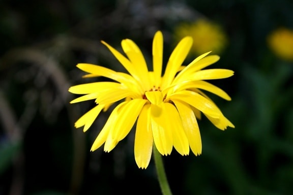 fiore giallo, magro, petali