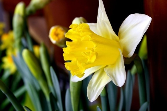 daffodil flower, green stalk, yellow pettals, pistil