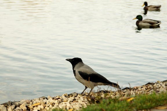 animal, crow, bird, shore, pond
