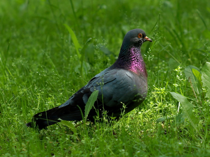schwarze Taube, grünes Gras, Tier, Vogel