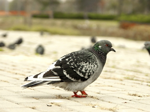 pigeons colorés, oiseaux, parc