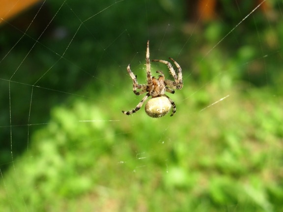 Puutarha hyönteinen, hämähäkki, hämähäkinverkko