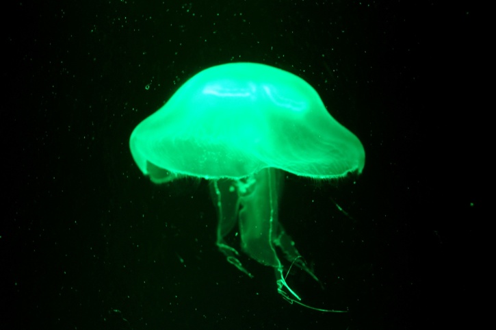 medúzy, akvárium, zvýrazněné, zelené