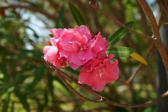 pink, flowers, petals, vegetation, flora, pollen, garden